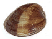\includegraphics[scale=1.00]{img/clam3.eps}